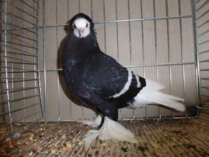 S�ddeutsche Moenchtaube